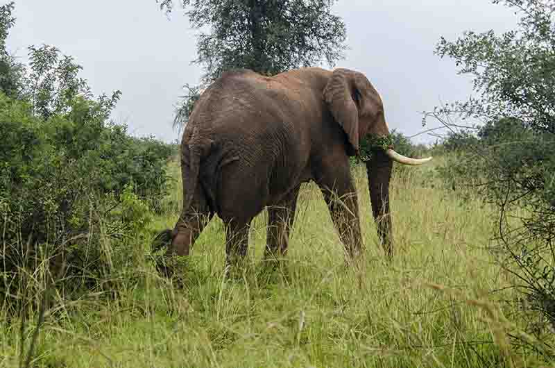 74 - Elefante - parque nacional de las cataratas Murchison - Uganda